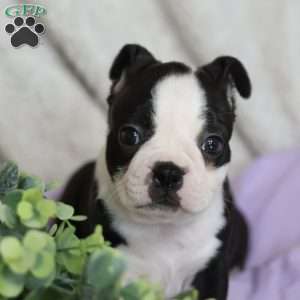 Boots, Boston Terrier Puppy